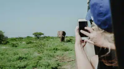 Plongez dans l'univers de la faune sauvage grâce à un circuit en Afrique du Sud