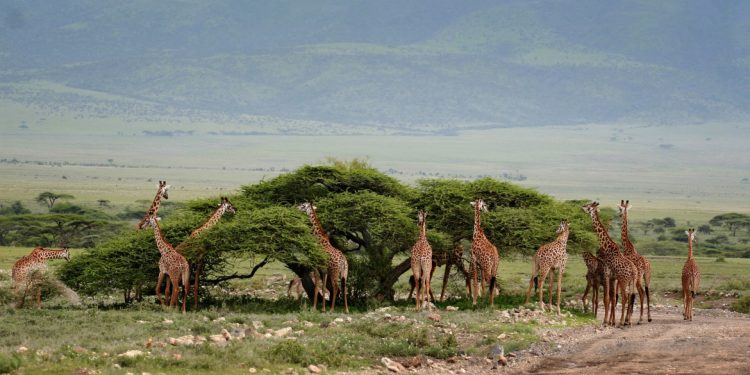 Tanzanie : une destination safari incontournable pour les amoureux de la faune sauvage